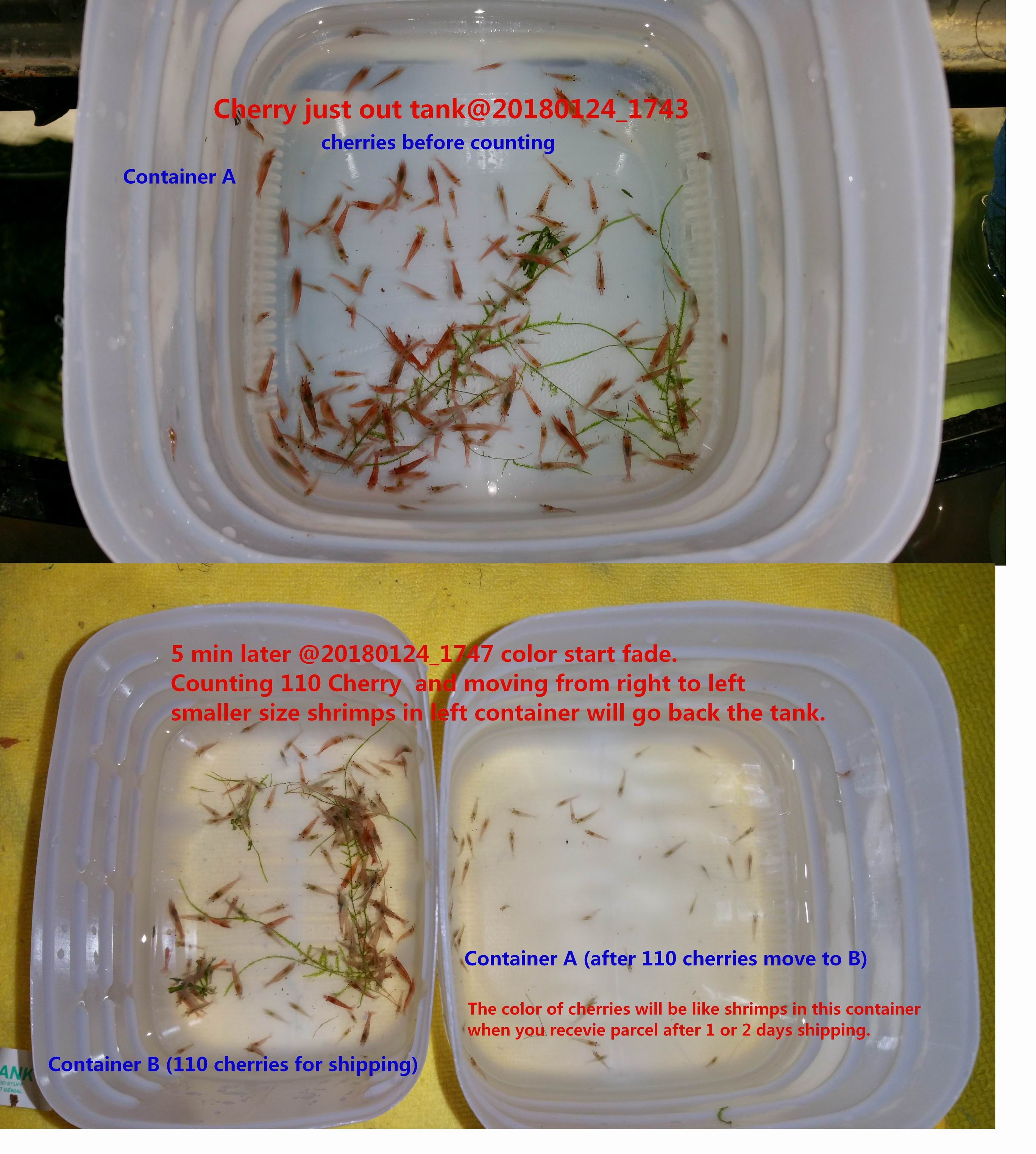 Cherry Shrimp (100 shrimps) RGB Shrimp